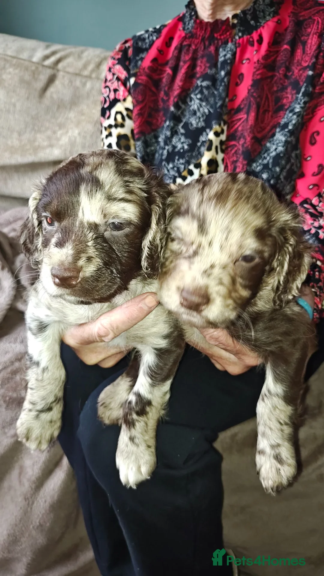 Mixed Breed dogs for sale: Cockapoo/Springer in Ferryhill - Advert 1