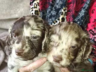 Mixed Breed dogs Sprockerpoo - Advert 3