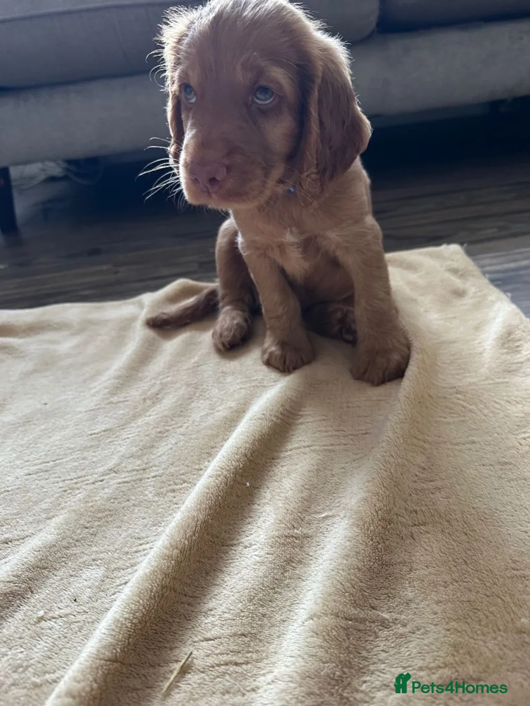 Cocker Spaniel dogs for sale: Lovely Cocker Spaniel Puppies Seeking New Homes - Advert 8