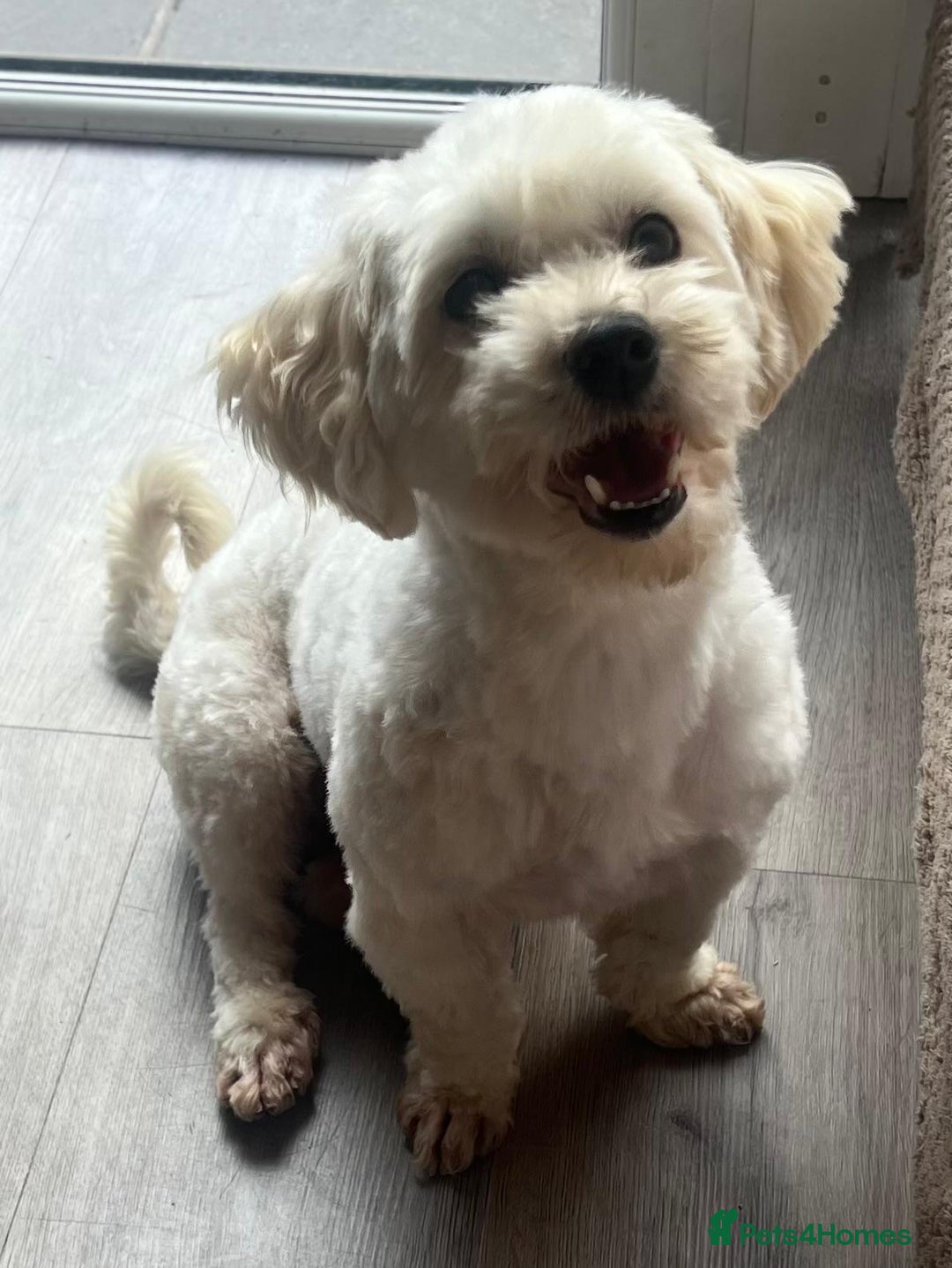 Maltipoo dogs for sale: 3yr old Maltipoo male. Loving, friendly nature.  - Image 12