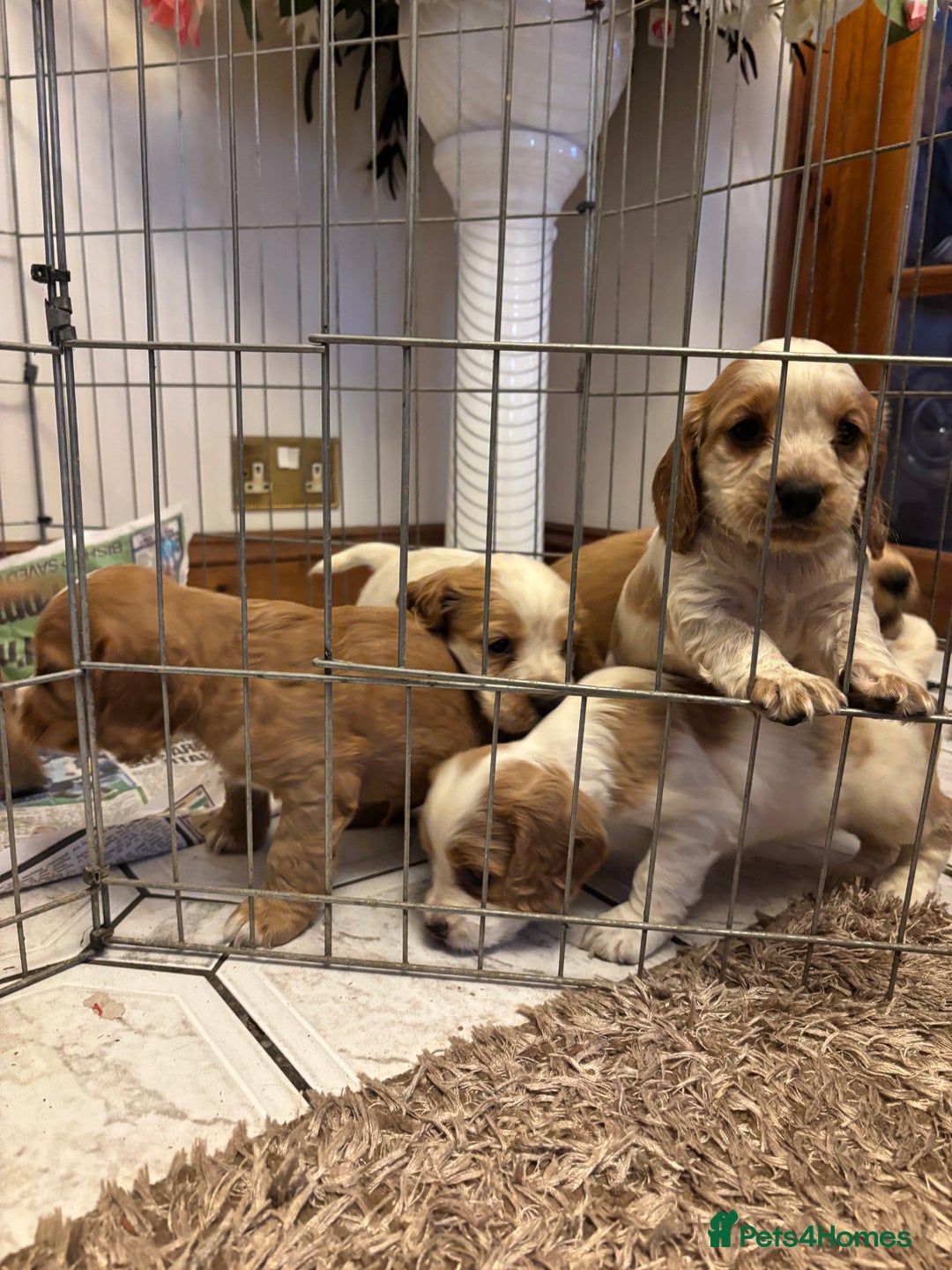 Cocker Spaniel dogs for sale: KC reg cocker spaniels  - Advert 12