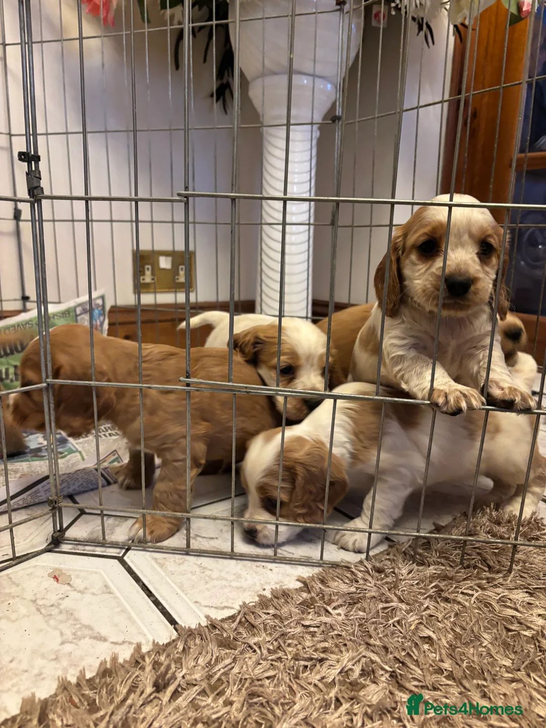 Cocker Spaniel dogs for sale: KC reg cocker spaniels  - Advert 12