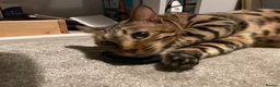 Bengal cats for sale: Bengal Female (indoor only) in Southampton - Advert 12