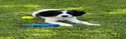 Cockalier dogs for sale: Gorgeous Covkalier puppies! - Advert 15