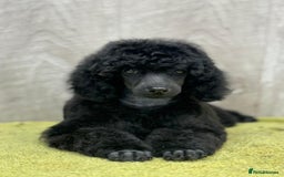 Miniature Poodle dogs for sale: Boys,Boys,Boys! Stunning Miniature Poodle Puppies - Advert 7
