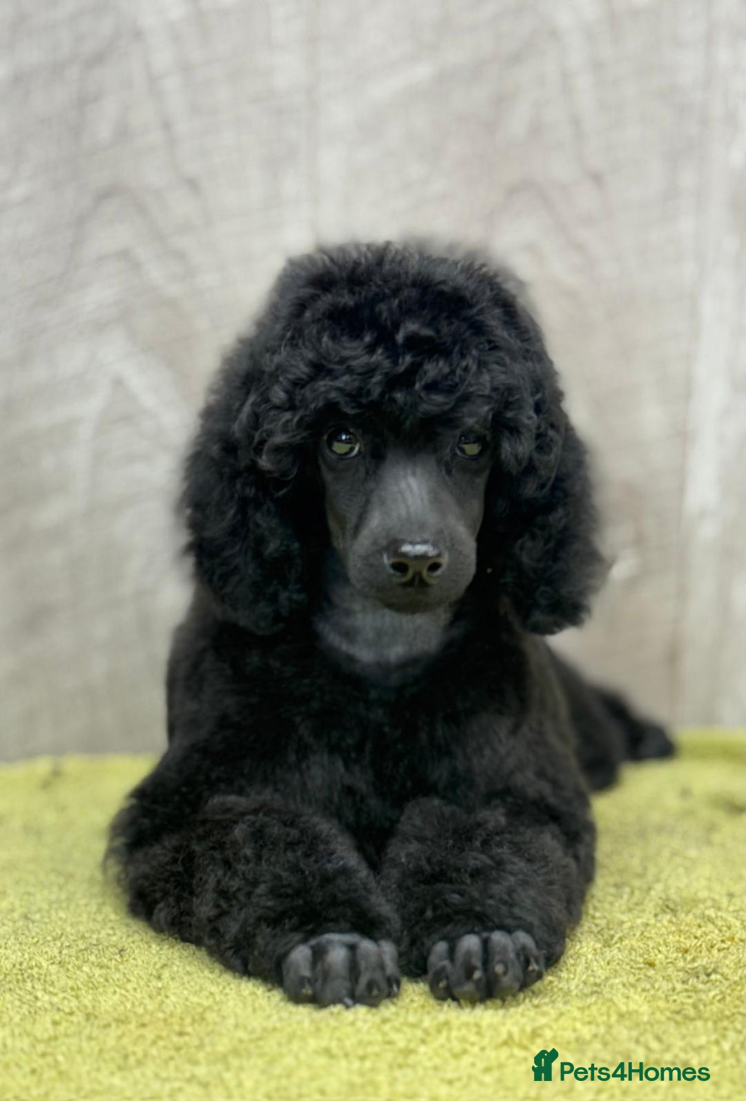 Miniature Poodle dogs for sale: Boys,Boys,Boys! Stunning Miniature Poodle Puppies - Advert 7