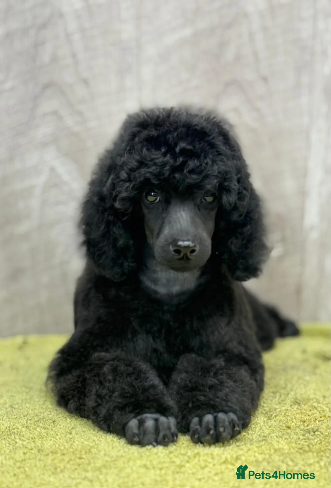 Miniature Poodle dogs for sale: Boys,Boys,Boys! Stunning Miniature Poodle Puppies - Advert 12