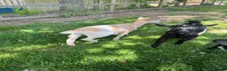 Goats livestock for sale: Pygmy X Female & Wether - Advert 2