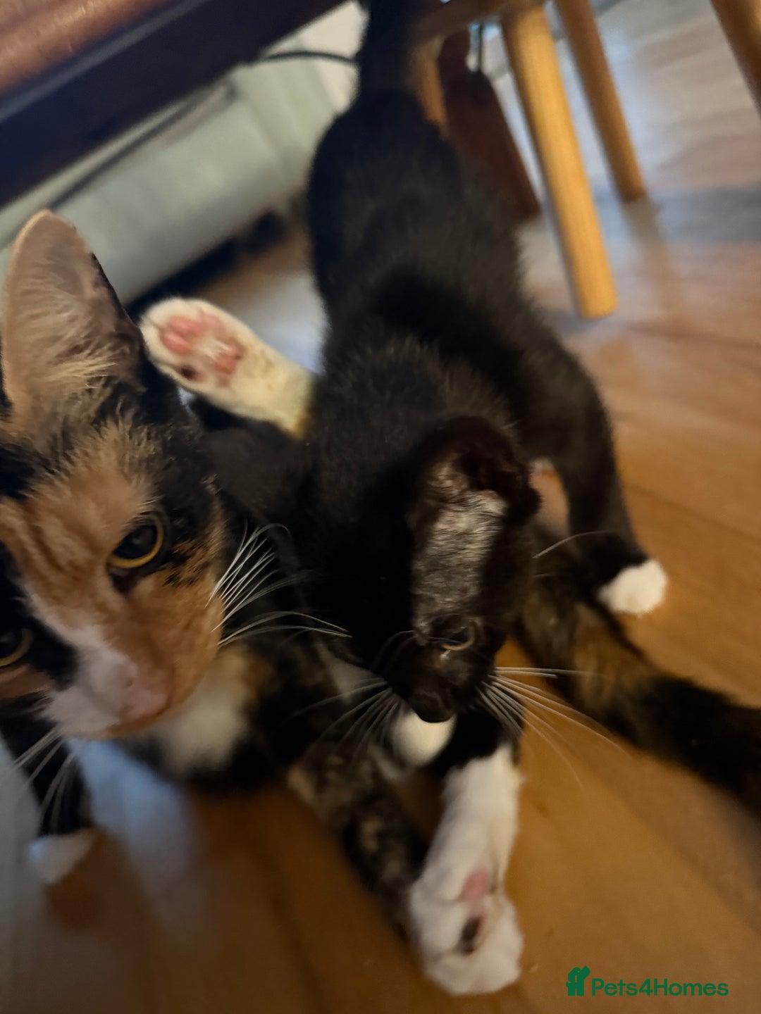 Mixed Breed cats for sale: Black and white kittens for sale - Image 6