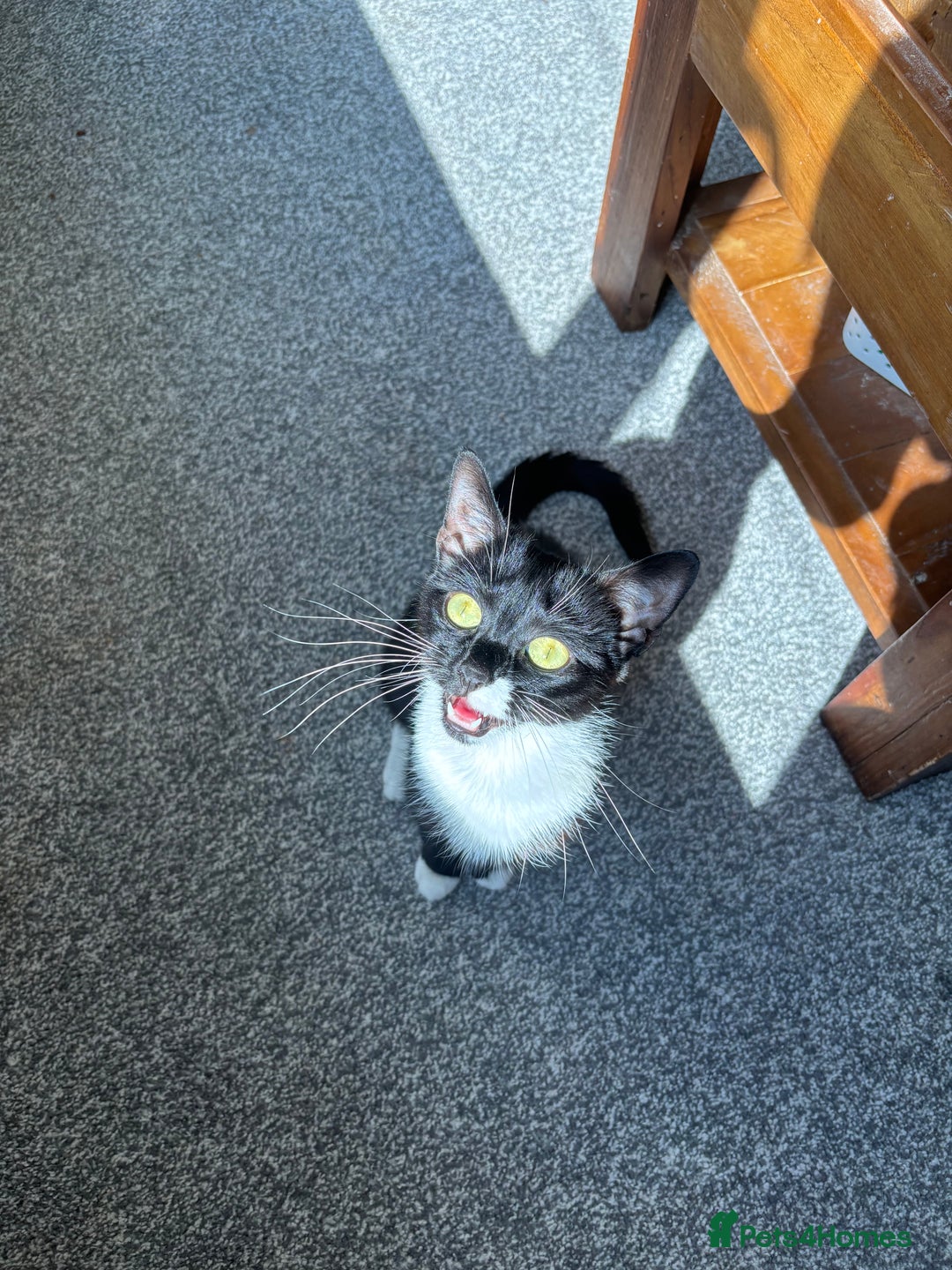 Mixed Breed cats for sale: Female 2 year old cat - Image 2