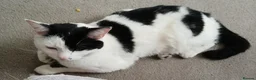 Domestic Shorthair cats for sale: 3 male cats to good homes - Advert 2
