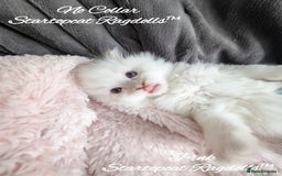 Ragdoll cats for sale: GCCF Pedigree Ragdoll Kittens Champion Lines - Image 4