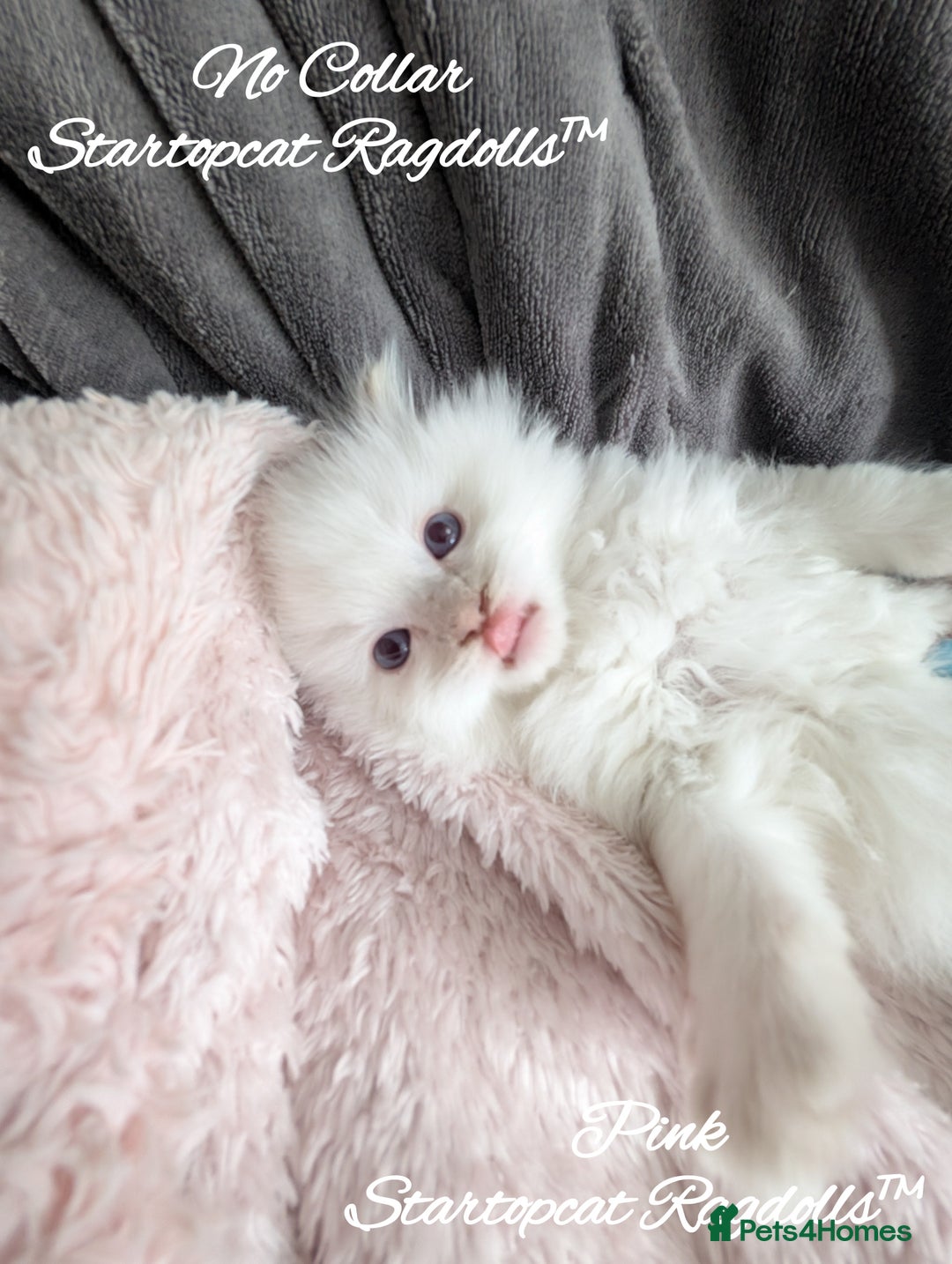 Ragdoll cats for sale: GCCF Pedigree Ragdoll Kittens Champion Lines - Image 4