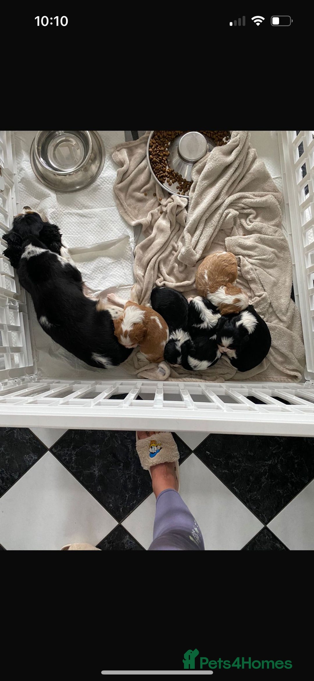Cavalier King Charles Spaniel dogs for sale: Cavalier King Charles Spaniel Puppies  in Tonbridge - Image 7