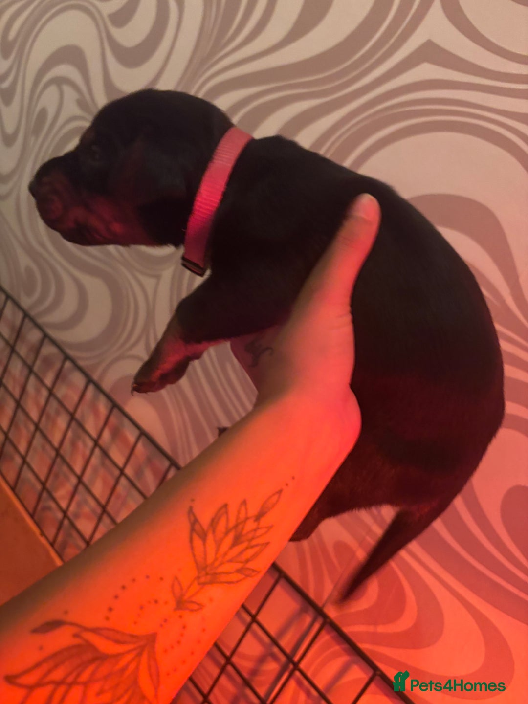 Dobermann dogs for sale: ⭐️DOBERMAN🐾PUPPIES⭐️🐶AVAILABLE🐾MID🐾SEPTEMBER🐶 - Image 12