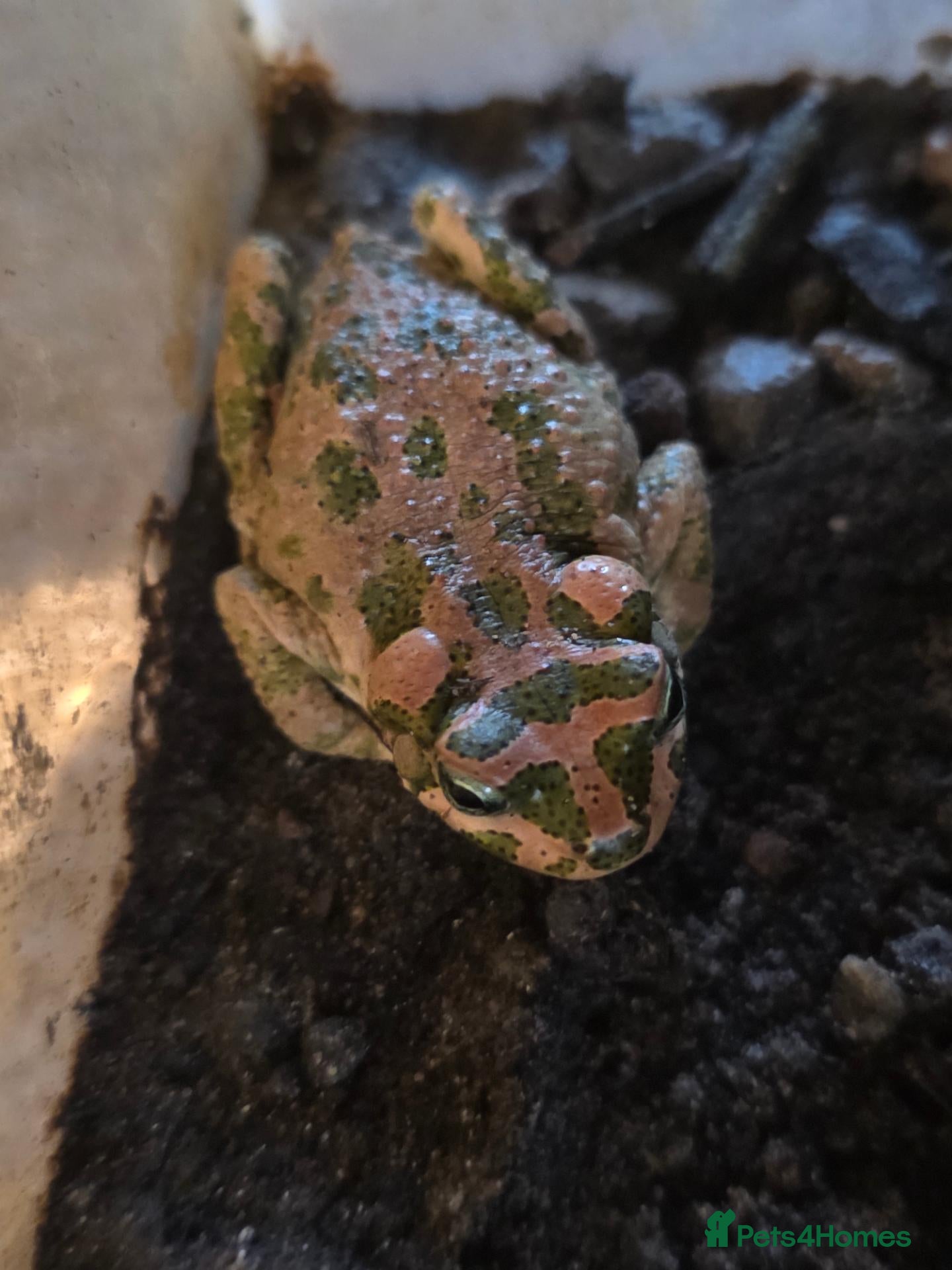 Frog reptiles CB24 CHUBBY FROG & TIZNIT TOAD - Advert 6