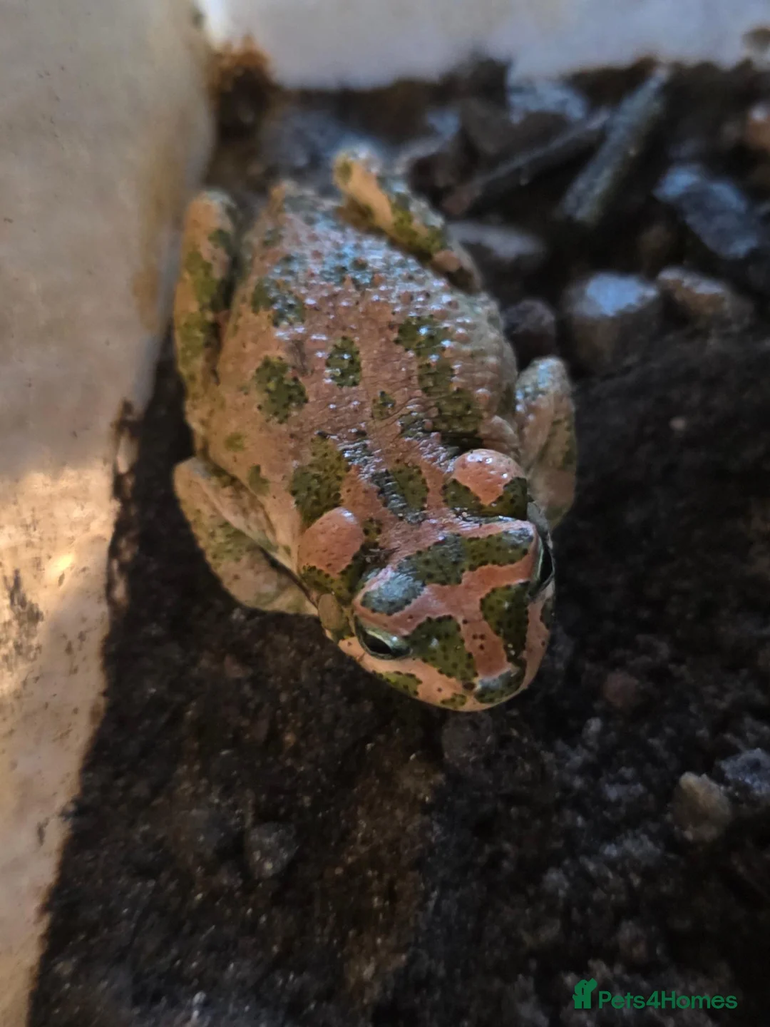 Frog reptiles for sale: CB24 CHUBBY FROG & TIZNIT TOAD - Advert 1