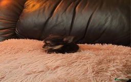 Chorkie dogs for sale: Tiny Pups for sale - Image 12