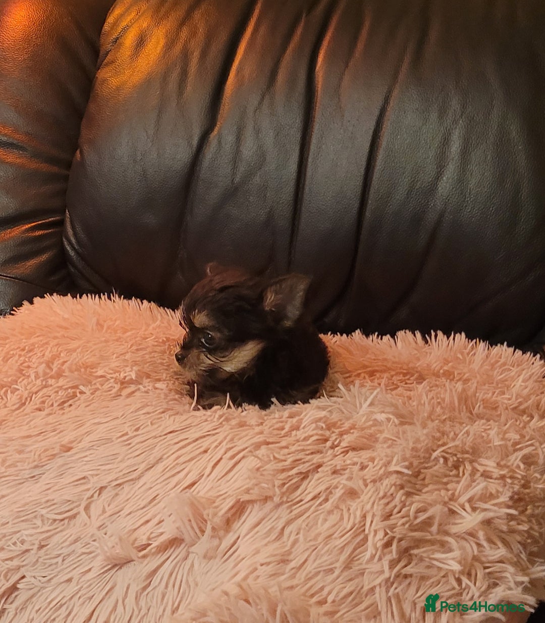 Chorkie dogs for sale: Tiny Pups for sale - Image 12