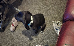 Mixed Breed dogs for sale: Mixed breed - Image 3