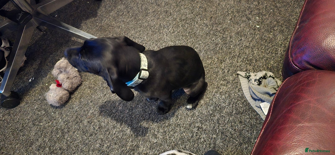 Mixed Breed dogs for sale: Mixed breed - Image 3