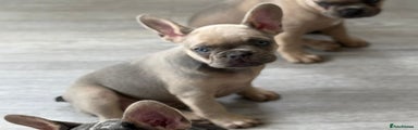 French Bulldog Puppy 3