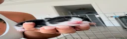 Mixed Breed cats for sale: Kittens for sale  - Advert 7