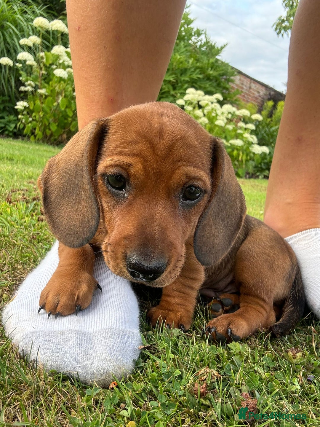 Miniature Dachshund dogs for sale: Beautiful short haired miniature dachshunds in Melton Mowbray - Image 5