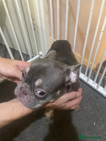 French Bulldog dogs - Advert 1
