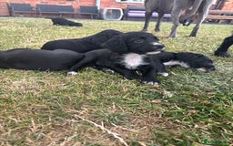 Cocker Spaniel dogs for sale: Cocker Spaniel male left KC Registered Docked  - Image 25