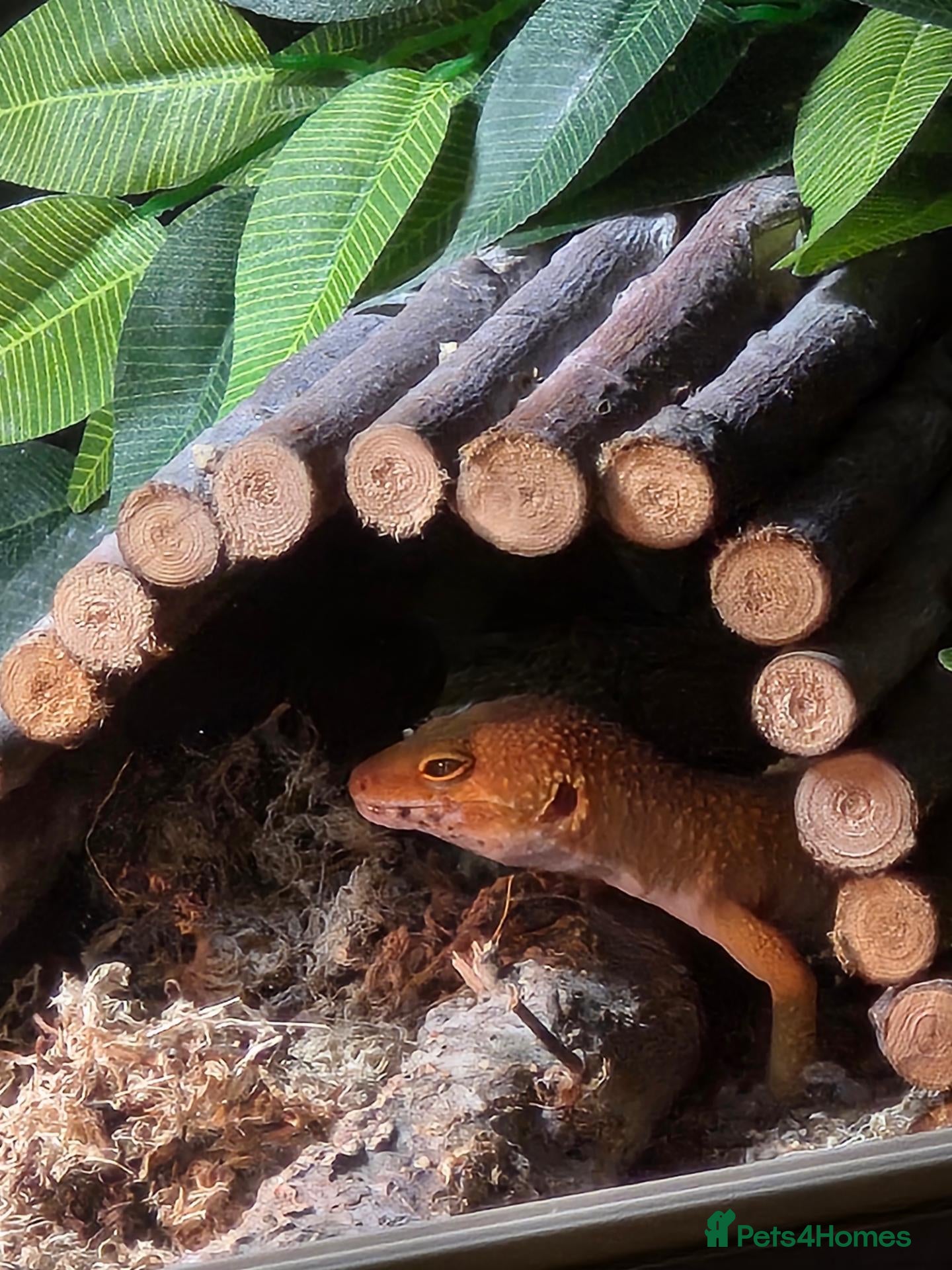 Leopard Gecko reptiles Leopard Gecko with 3FT Vivarium Set Up - Advert 1