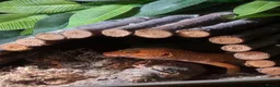 Leopard Gecko reptiles for sale: Leopard Gecko with 3FT Vivarium Set Up in Leyland - Advert 1