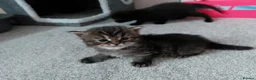 Maine Coon cats for sale: Half main coon kittens - Advert 12