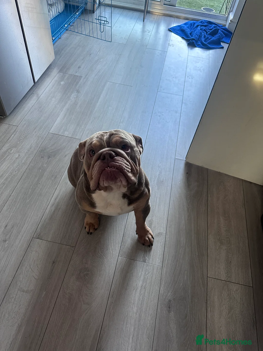 English Bulldog dogs for sale: English bulldog tri colour 3 year old  - Advert 3