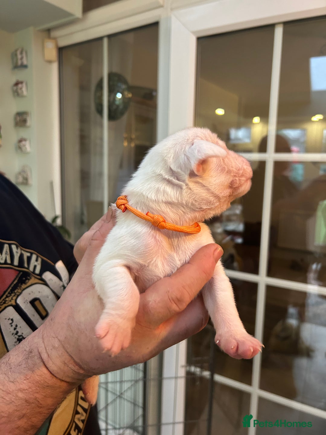 Boxer dogs for sale: Adorable BOXER puppies - Advert 20