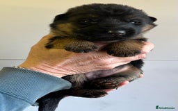 German Shepherd dogs for sale: Litter of puppies with a World Class Pedigree  - Advert 19