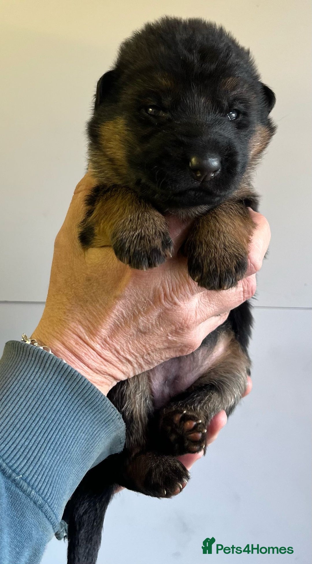 German Shepherd dogs for sale: Litter of puppies with a World Class Pedigree  - Advert 19