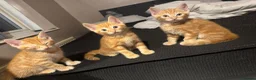 Mixed Breed cats for sale: Kitten for sale  in Manchester - Advert 3
