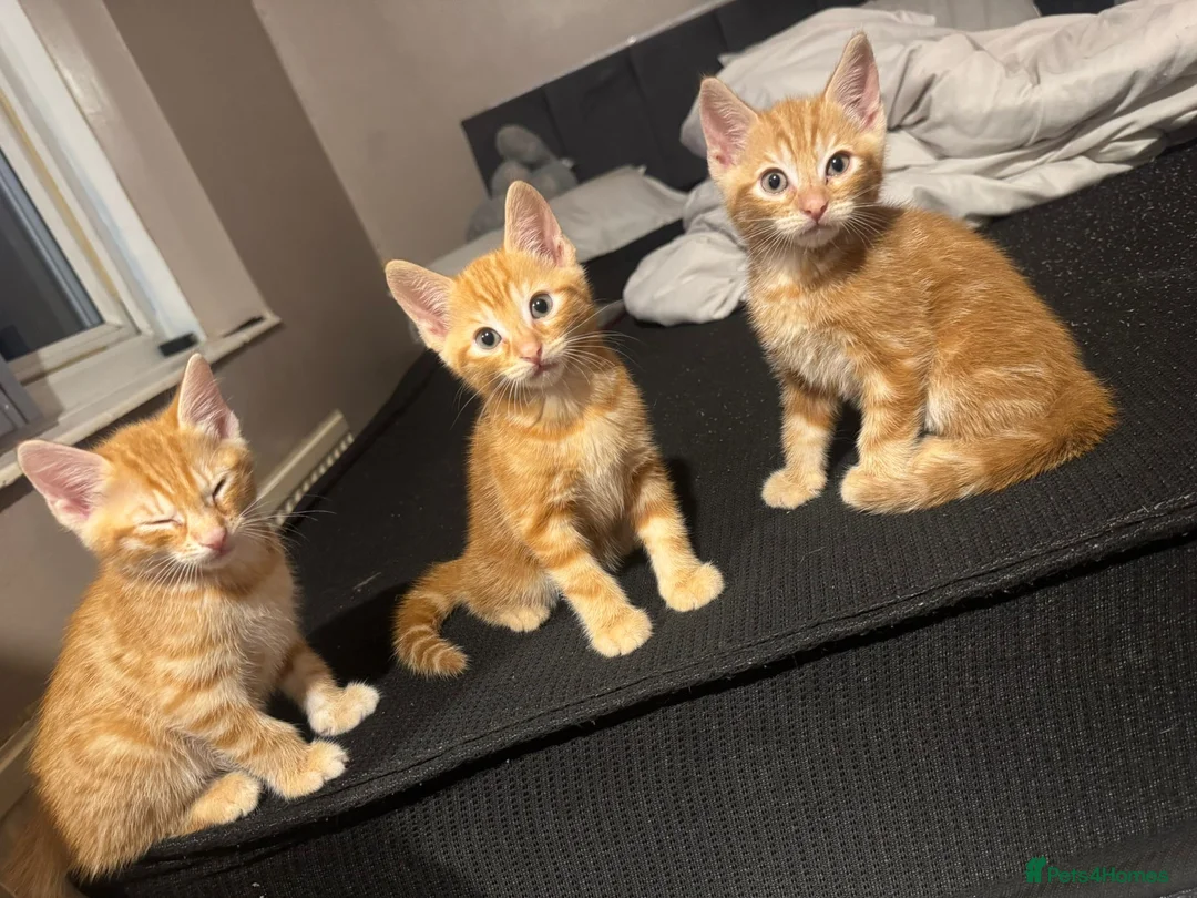 Mixed Breed cats for sale: Kitten for sale  in Manchester - Advert 3