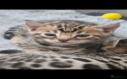 Bengal cats for sale: Lovely bengal kittens(Tica reg.)😍 - Image 36