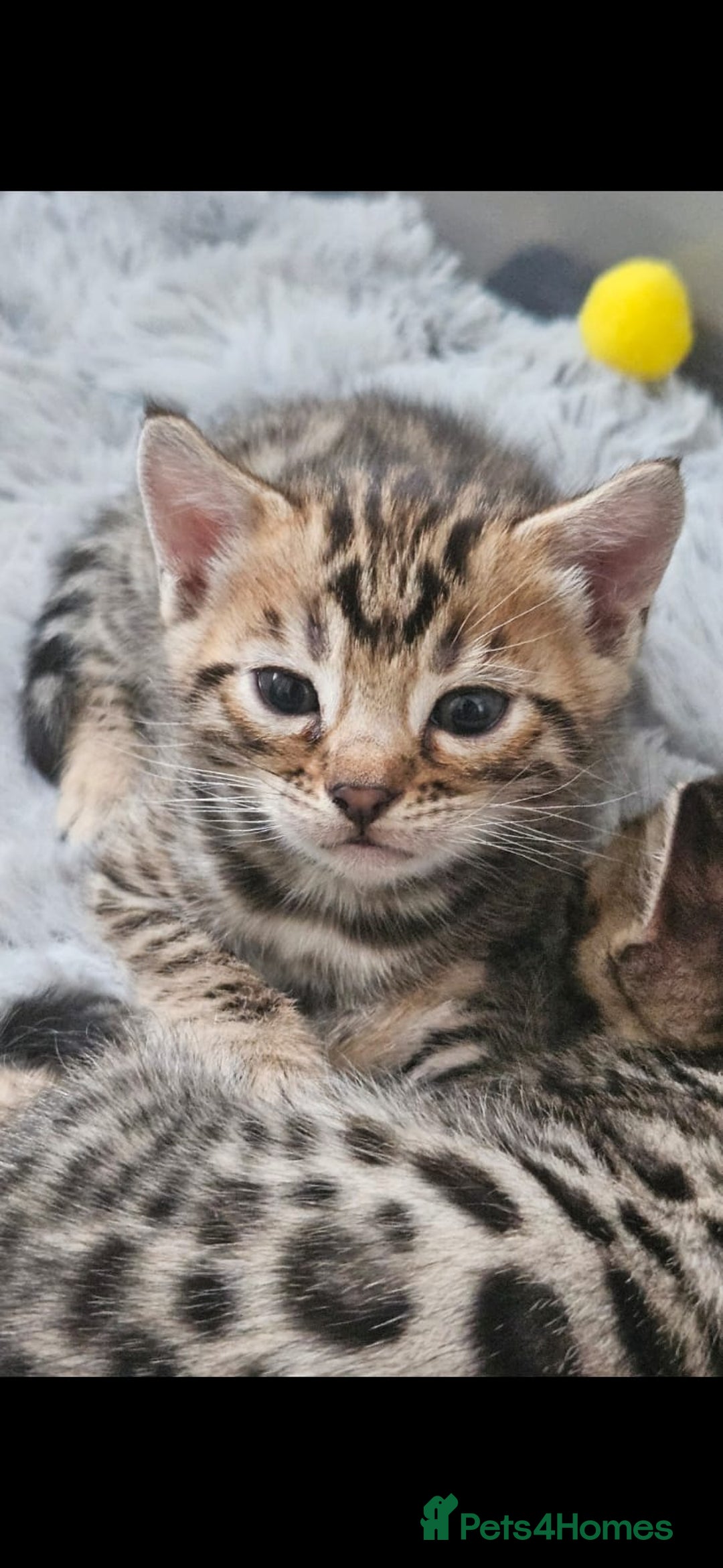 Bengal cats for sale: Lovely bengal kittens(Tica reg.)😍 - Image 36