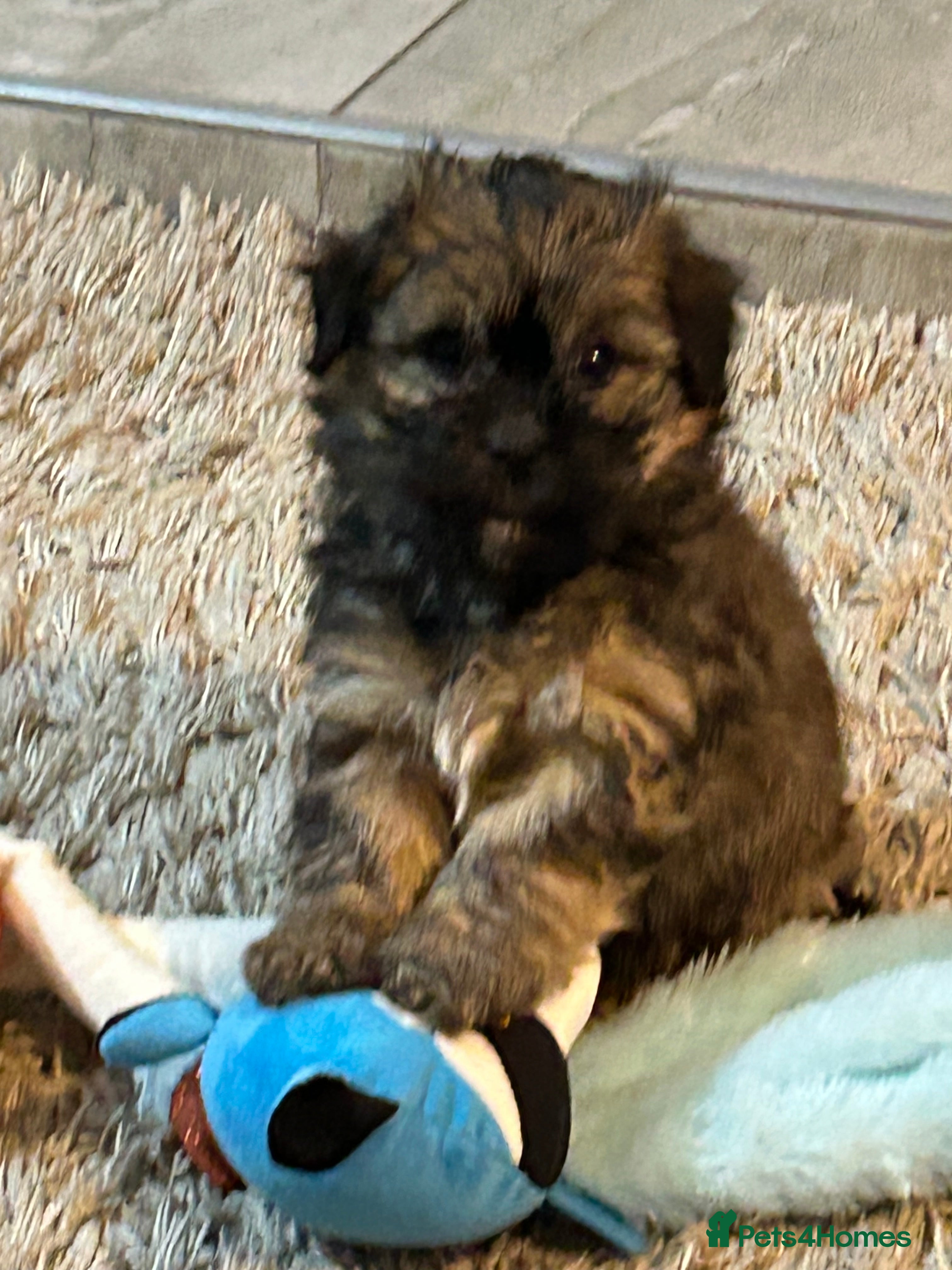 Havanese dogs Full Breed Havanese - Advert 15