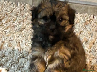 Havanese dogs Full Breed Havanese - Advert 1