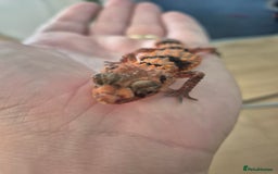 Gecko reptiles for sale: Knob tail geckos - Image 4