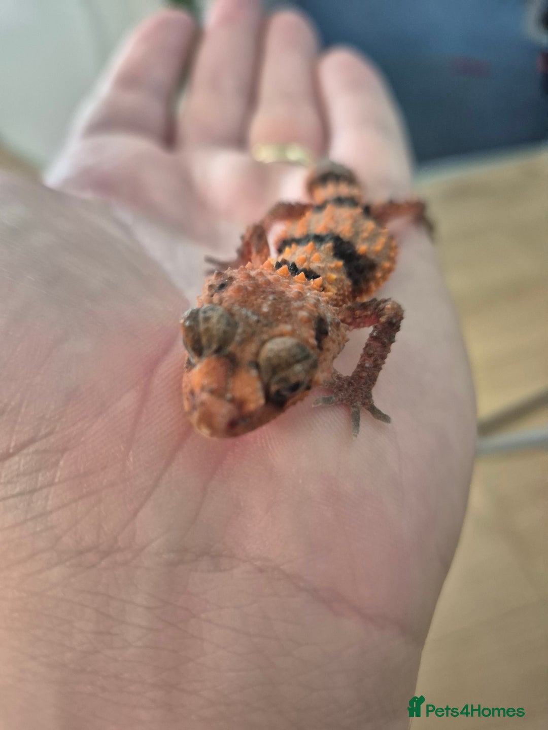 Gecko reptiles for sale: Knob tail geckos - Image 4