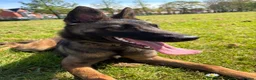 Belgian Shepherd Dog dogs for sale: 8 month Belgian Malinois in Birkenhead - Advert 3