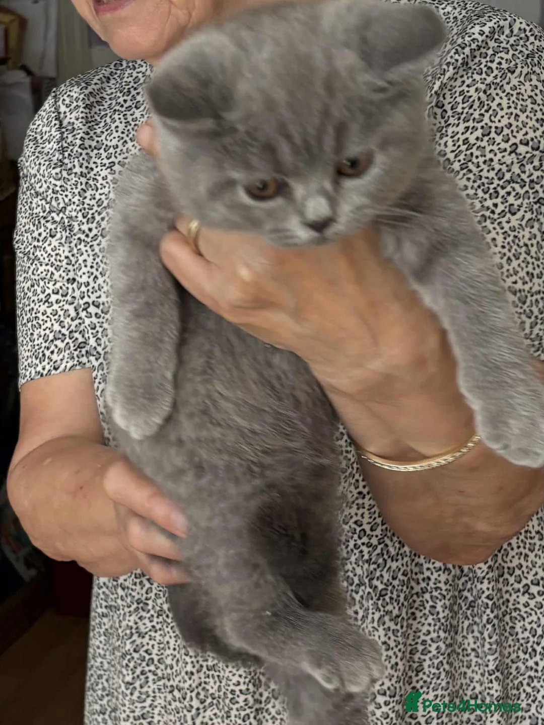 British Shorthair cats for sale: Beautiful British blue  - Advert 7