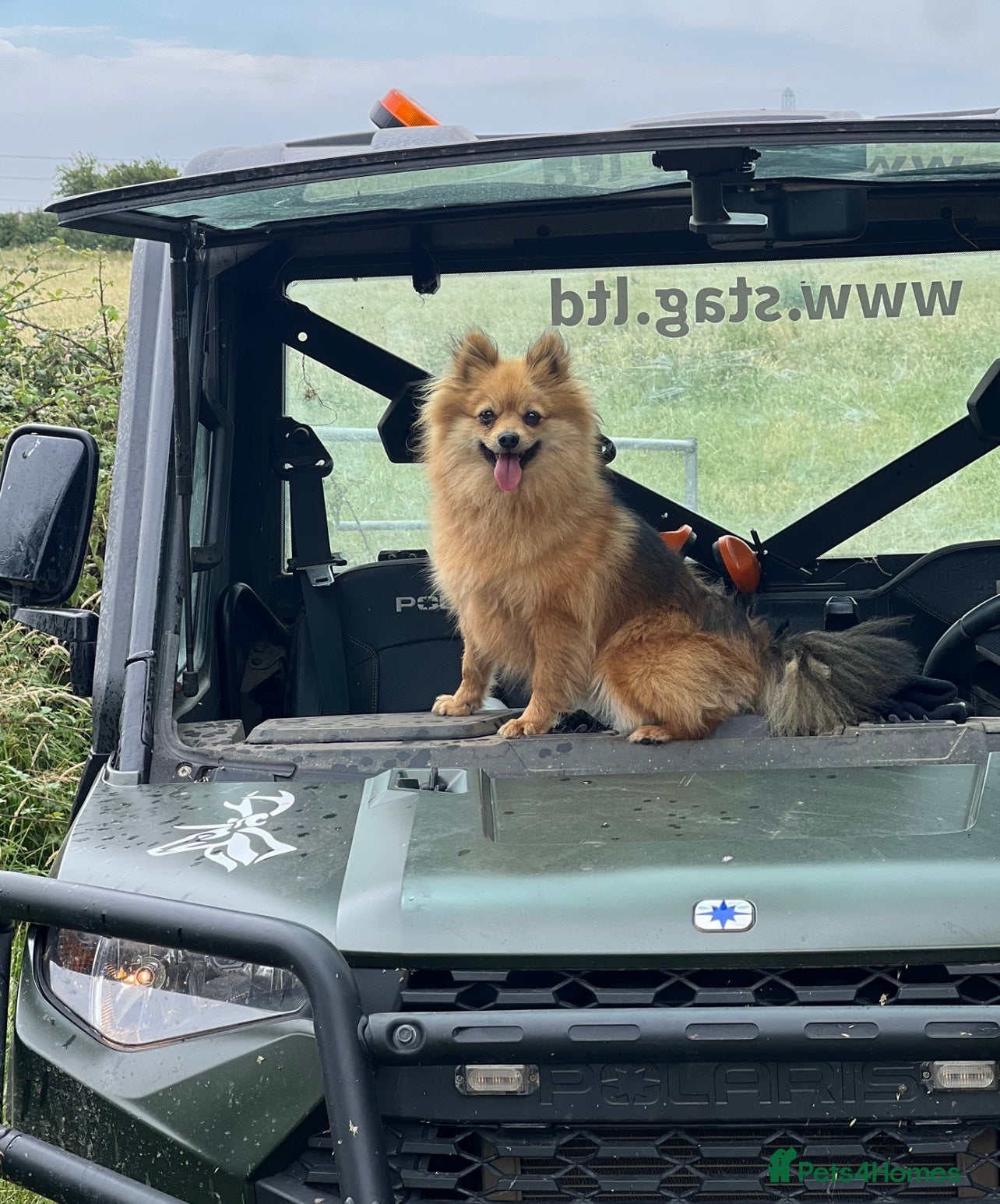 Pomeranian dogs Pomeranian puppies  - Advert 17