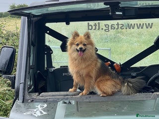 Pomeranian dogs for sale - Advert 1