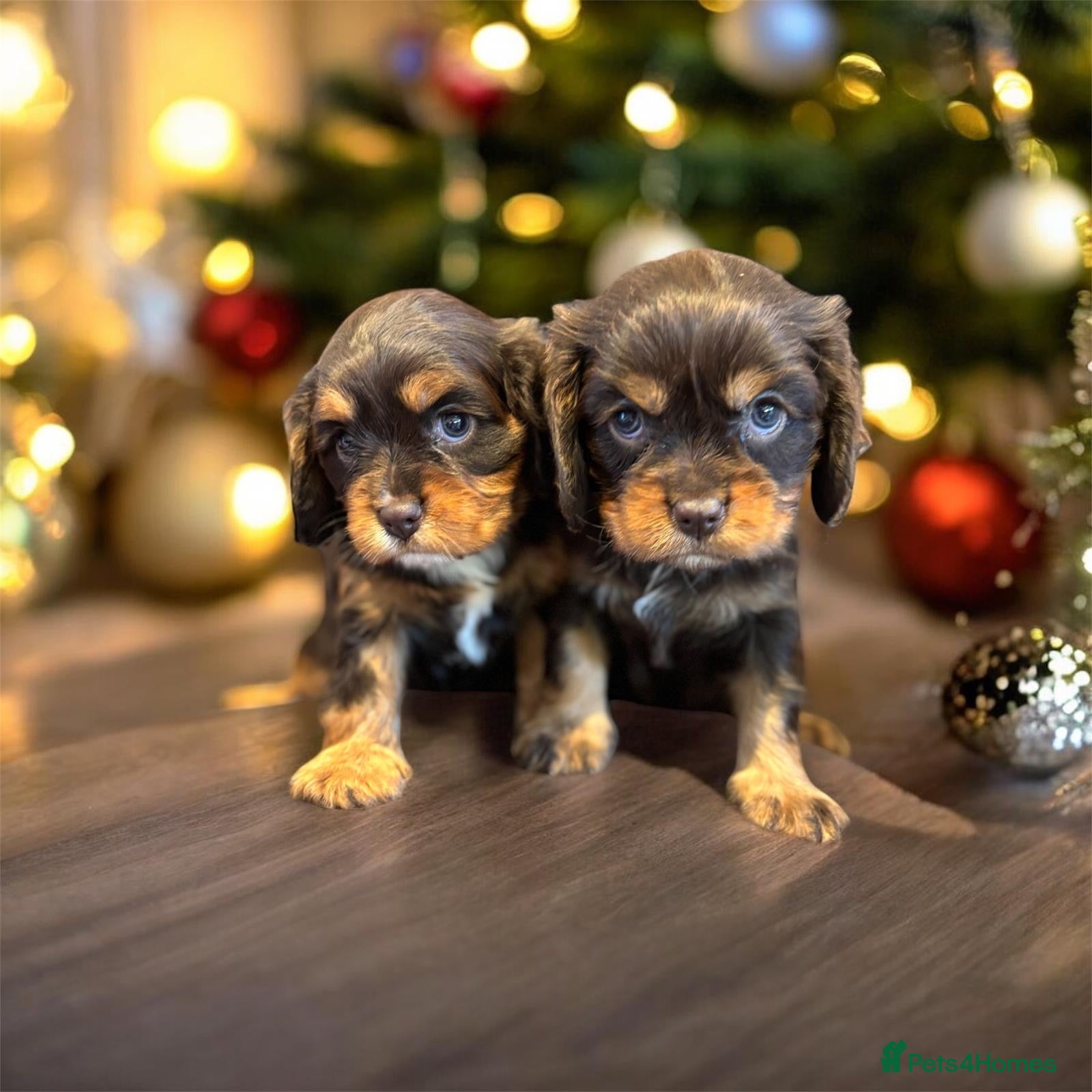 Cavalier King Charles Spaniel dogs 🌟 Chocolate & Tan Cavalier King Charles🌟  - Advert 1